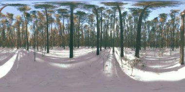 Kışın güneşli sabahlarında ve gün batımında Sibirya 'nın vahşi doğasında 360 derece kar yağar. Sessiz, gürültüsüz bir orman, beyaz kar ve kocaman yeşil çam ağaçları.