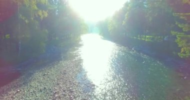 4K hava bakış açısı. Güneşli yaz sabahında, taze, hızlı dağ nehri üzerinde kayalıklarla alçak irtifa uçuşu. Yeşil çam ağaçları ve güneş ışınları. Saf soğuk su akıntısı.