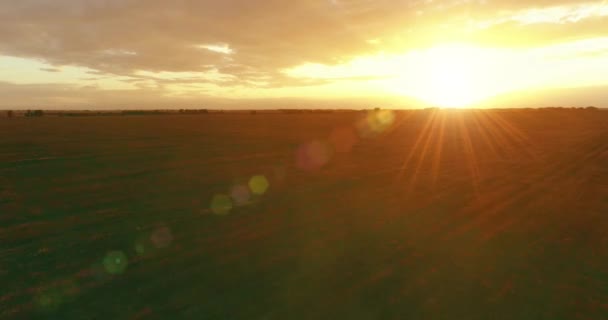 Aerial View Low Flight Rural Summer Landscape Endless Yellow Field — Stock Video