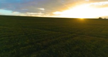 Hava görüntüsü. Güneşli yaz akşamlarında sonsuz sarı tarlaları olan yaz manzarasının üzerinde alçak uçuş. Ufukta yeşil ağaçlar ve güneş ışınları var. Hızlı yatay hareket. Sonbaharda tarım arazisi