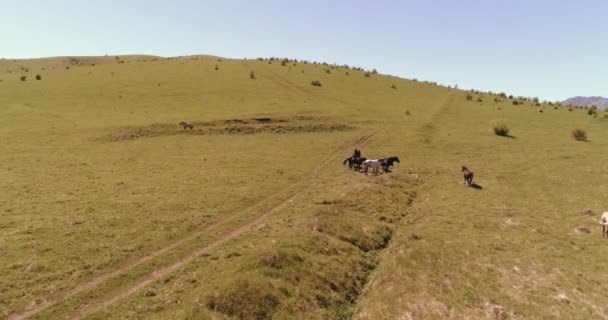 Aerial Uhd Flight Wild Staying Horses Herd Meadow Flying Wild — Stock Video