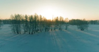 Arktik çayırlı soğuk kış manzarası, karla kaplı ağaçlar ve ufukta sabah güneşleri. Aşırı hava.