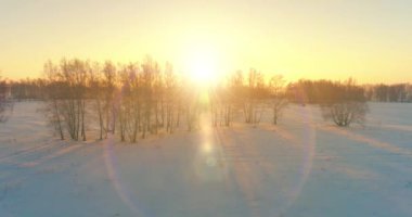 Arktik çayırlı soğuk kış manzarası, karla kaplı ağaçlar ve ufukta sabah güneşleri. Aşırı hava.