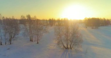 Arktik çayırlı soğuk kış manzarası, karla kaplı ağaçlar ve ufukta sabah güneşleri. Aşırı hava.