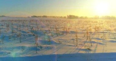Arktik çayırlı soğuk kış manzarası, karla kaplı ağaçlar ve ufukta sabah güneşleri. Aşırı hava.