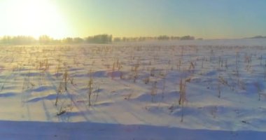 Arktik çayırlı soğuk kış manzarası, karla kaplı ağaçlar ve ufukta sabah güneşleri. Aşırı hava.