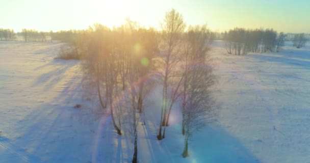 Antenni Drone Näkymä Kylmä Talvi Maisema Arktinen Kenttä Puut Peitetty — kuvapankkivideo
