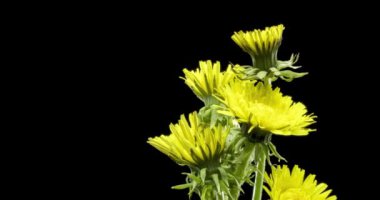 Karahindibanın zaman aşımına uğraması yakın görüş sağlıyor. Çiçek grubunun çiçek açtığı makro çekim. Doğanın bahar sahnesi. Yavaş çekim dönüşü. Siyah üzerine izole krom anahtar.