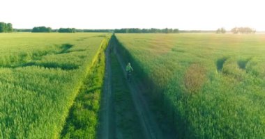 Kırsal yoldaki bir çim tarlasında bisiklet süren genç bir çocuğun hava manzarası. Sıcak güneş ışığı ve ışınlar ile yaz zamanı çayırı. Sağlıklı çocukluk kavramı.