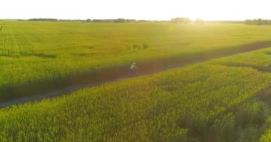 Kırsal yoldaki bir çim tarlasında bisiklet süren genç bir çocuğun hava manzarası. Sıcak güneş ışığı ve ışınlar ile yaz zamanı çayırı. Sağlıklı çocukluk kavramı.