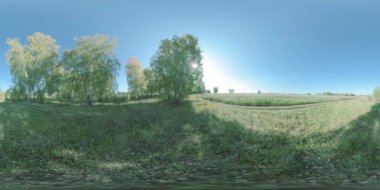 360 VR genç huş ağaçlarıyla dolu düz alanda yeşil ve sarı orman. Canlı otlarla dolu alan küçük çalılara yakındır. Yazın ya da sonbaharda güneşli bir günde çayırda. Kırsal yol.