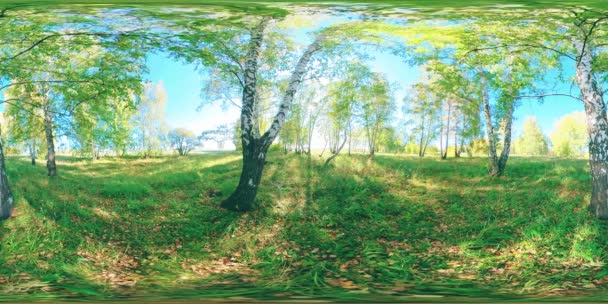 360 Bosque Verde Amarillo Campo Plano Lleno Abedules Jóvenes Campo — Vídeos de Stock