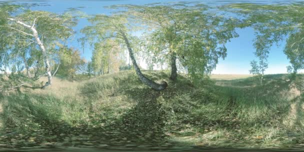 360 자작나무 가득한 평평한 필드에 녹색과 노란색 생생한 잔디와 필드는 — 비디오