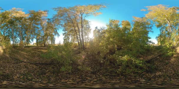360 若い鳥の木でいっぱいの平らなフィールドの緑と黄色の森 鮮やかな草の畑は 小さな茂みに近いところにあります 夏や秋の晴れた日には風景が映し出されています 農村ロード — ストック動画