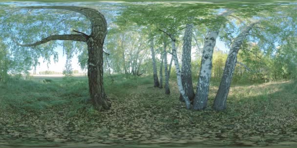 360 Vr绿色和黄色的森林在平坦的原野上布满了年轻的桦树 青草茂盛的田野靠近矮小的灌木丛 夏天或秋天阳光明媚的日子里的草地 农村道路 — 图库视频影像