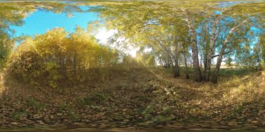 360 VR genç huş ağaçlarıyla dolu düz alanda yeşil ve sarı orman. Canlı otlarla dolu alan küçük çalılara yakındır. Yazın ya da sonbaharda güneşli bir günde çayırda. Kırsal yol.