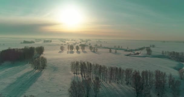 Drone Aerial View Cold Winter Landscape Arctic Field Trees Covered — Stock Video