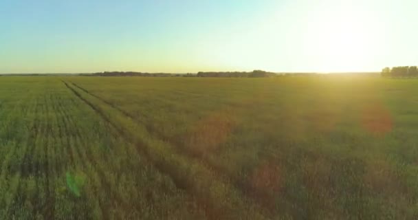 Luchtfoto Laaggelegen Vlucht Boven Landelijk Zomerveld Met Eindeloos Geel Landschap — Stockvideo