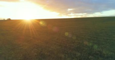 Hava görüntüsü. Güneşli yaz akşamlarında sonsuz sarı tarlaları olan yaz manzarasının üzerinde alçak uçuş. Ufukta yeşil ağaçlar ve güneş ışınları var. Hızlı yatay hareket. Sonbaharda tarım arazisi