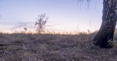 4K UHD düz çayır zamanı yaz ya da sonbahar gündoğumu saatinde. Vahşi Rus doğası ve kırsal alan. Güneş ışınları, ağaçlar, yeşil çimen hareketleri. Motorlu doli kaydırıcı