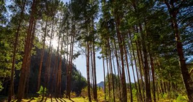 Dağ Yeşili Çam Ağacı Ormanı yaz ve sonbaharda zaman aşımına uğrar. Vahşi doğa, berrak su ve kırsal vadi. Güneş ışınları, küçük dere ve sarı otlar. Motorlu doli kaydırma hareketi