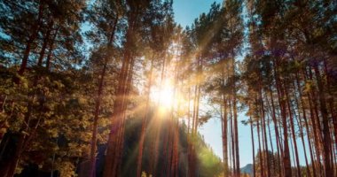 Dağ Yeşili Çam Ağacı Ormanı yaz ve sonbaharda zaman aşımına uğrar. Vahşi doğa, berrak su ve kırsal vadi. Güneş ışınları, küçük dere ve sarı otlar. Motorlu doli kaydırma hareketi