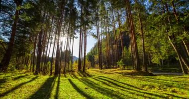 Dağ Yeşili Çam Ağacı Ormanı yaz ve sonbaharda zaman aşımına uğrar. Vahşi doğa, berrak su ve kırsal vadi. Güneş ışınları, küçük dere ve sarı otlar. Motorlu doli kaydırma hareketi