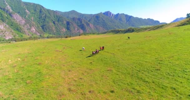 Aerial Uhd Mid Air Flight Wild Horses Herd Meadow Fly — Stock Video