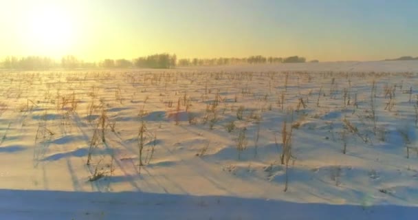 Flygdrönare Utsikt Över Kallt Vinterlandskap Med Arktiska Fält Träd Täckta — Stockvideo