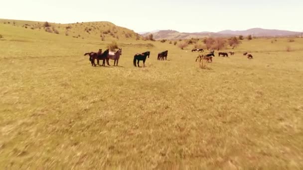 空中的Uhd 4K飞越了草原上的野马群 飞越狂野的夏日群山 美丽的动物在阳光明媚的乡村绿草农场 自由生态概念 — 图库视频影像