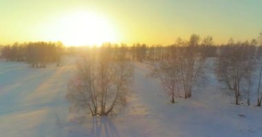 Arktik çayırlı soğuk kış manzarası, karla kaplı ağaçlar ve ufukta sabah güneşleri. Aşırı hava.