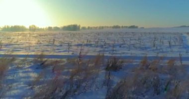 Arktik çayırlı soğuk kış manzarası, karla kaplı ağaçlar ve ufukta sabah güneşleri. Aşırı hava.