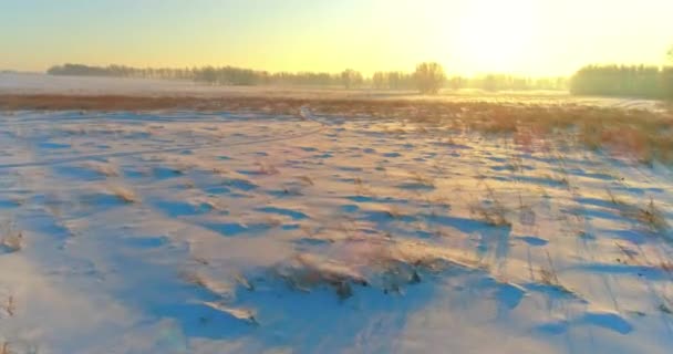 Повітряний Безпілотник Вид Холодний Зимовий Пейзаж Арктичним Полем Дерева Покриті — стокове відео