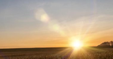 Sonbahar günbatımında 4K düz çayır zamanı. Vahşi doğa ve kırsal çimler. Güneş ışınları ve sarı çimenler. Motorlu doli kaydırma ve panorama hareketi