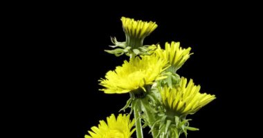 Karahindibanın zaman aşımına uğraması yakın görüş sağlıyor. Çiçek grubunun çiçek açtığı makro çekim. Doğanın bahar sahnesi. Yavaş çekim dönüşü. Siyah üzerine izole krom anahtar.