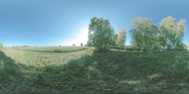 360 VR genç huş ağaçlarıyla dolu düz alanda yeşil ve sarı orman. Canlı otlarla dolu alan küçük çalılara yakındır. Yazın ya da sonbaharda güneşli bir günde çayırda. Kırsal yol.