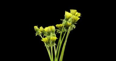 Karahindibanın zaman aşımına uğraması yakın görüş sağlıyor. Çiçek grubunun çiçek açtığı makro çekim. Doğanın bahar sahnesi. Yavaş çekim dönüşü. Siyah üzerine izole krom anahtar.