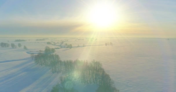 Drone Vista Aérea Paisagem Fria Inverno Campo Ártico Árvores Cobertas — Vídeo de Stock
