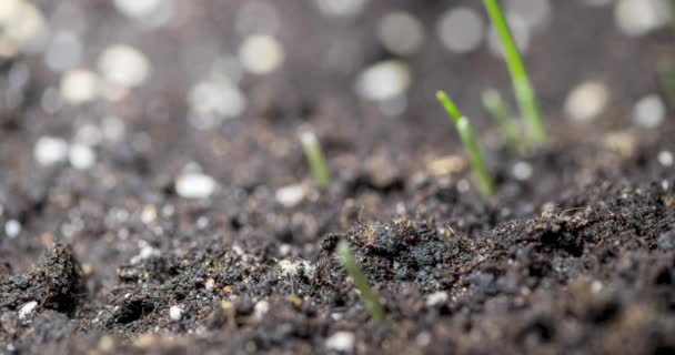 Hierba Fresca Creciendo Macro Time Lapse Primer Plano Germinación Crecimiento — Vídeos de Stock