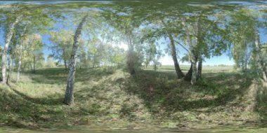360 VR genç huş ağaçlarıyla dolu düz alanda yeşil ve sarı orman. Canlı otlarla dolu alan küçük çalılara yakındır. Yazın ya da sonbaharda güneşli bir günde çayırda. Kırsal yol.