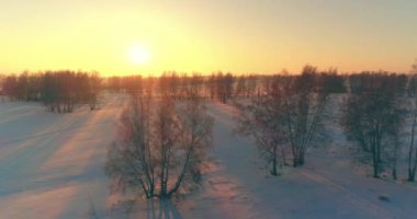 Arktik çayırlı soğuk kış manzarası, karla kaplı ağaçlar ve ufukta sabah güneşleri. Aşırı hava.