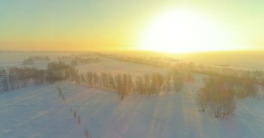 Arktik çayırlı soğuk kış manzarası, karla kaplı ağaçlar ve ufukta sabah güneşleri. Aşırı hava.