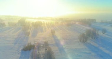 Arktik çayırlı soğuk kış manzarası, karla kaplı ağaçlar ve ufukta sabah güneşleri. Aşırı hava.