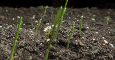 Taze çimenler büyüyen makro zaman atlaması. Çimenlik ve küçük çim gevreğinin büyümesi yakındır. Buğday, yulaf ya da arpa kültürü. Sağlıklı vejetaryen gıda konsepti. Siyah üzerine motorlu panoramik hareket