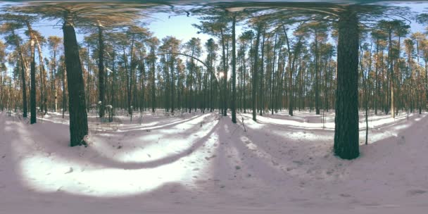 360 Piękny Śnieg Pokryte Krajobraz Dzikiej Przyrody Syberyjskiej Zimą Słoneczny — Wideo stockowe