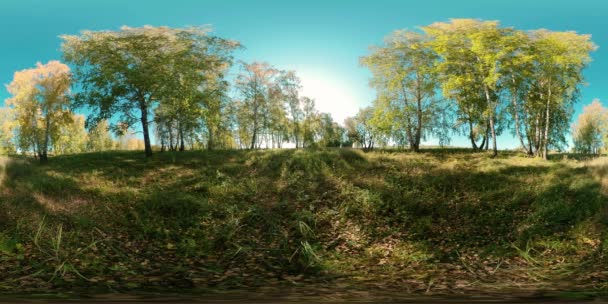 360 若い鳥の木でいっぱいの平らなフィールドの緑と黄色の森 鮮やかな草の畑は 小さな茂みに近いところにあります 夏や秋の晴れた日には風景が映し出されています 農村ロード — ストック動画