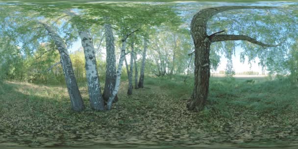360 Зелений Жовтий Ліс Плоскому Полі Повний Молодих Березових Дерев — стокове відео
