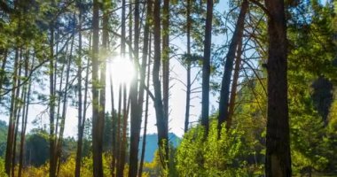 4k dağı, çam ağacı ormanı yaz ya da sonbahar zamanında zaman kavramına dönüşür. Vahşi doğa, berrak su ve kırsal vadi. Güneş ışınları, küçük dere, nehir ve sarı otlar. Motorlu doli kaydırma hareketi