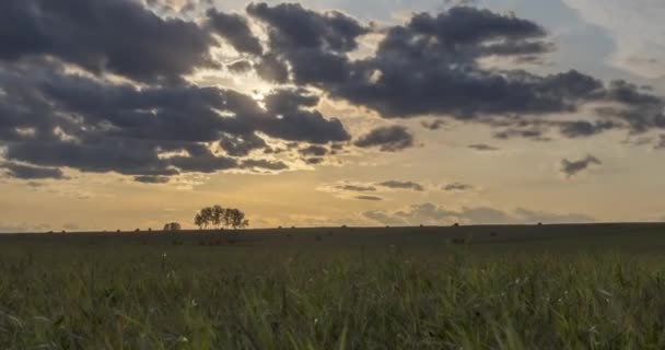 Uhd Düz Tepe Çayır Zamanı Yaz Veya Sonbahar Günbatımında Vahşi — Stok video