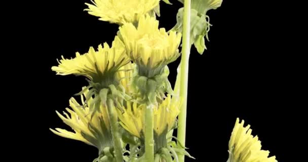 Time Lapse Dandelion Opening Close View Macro Shoot Flowers Group — Stock Video